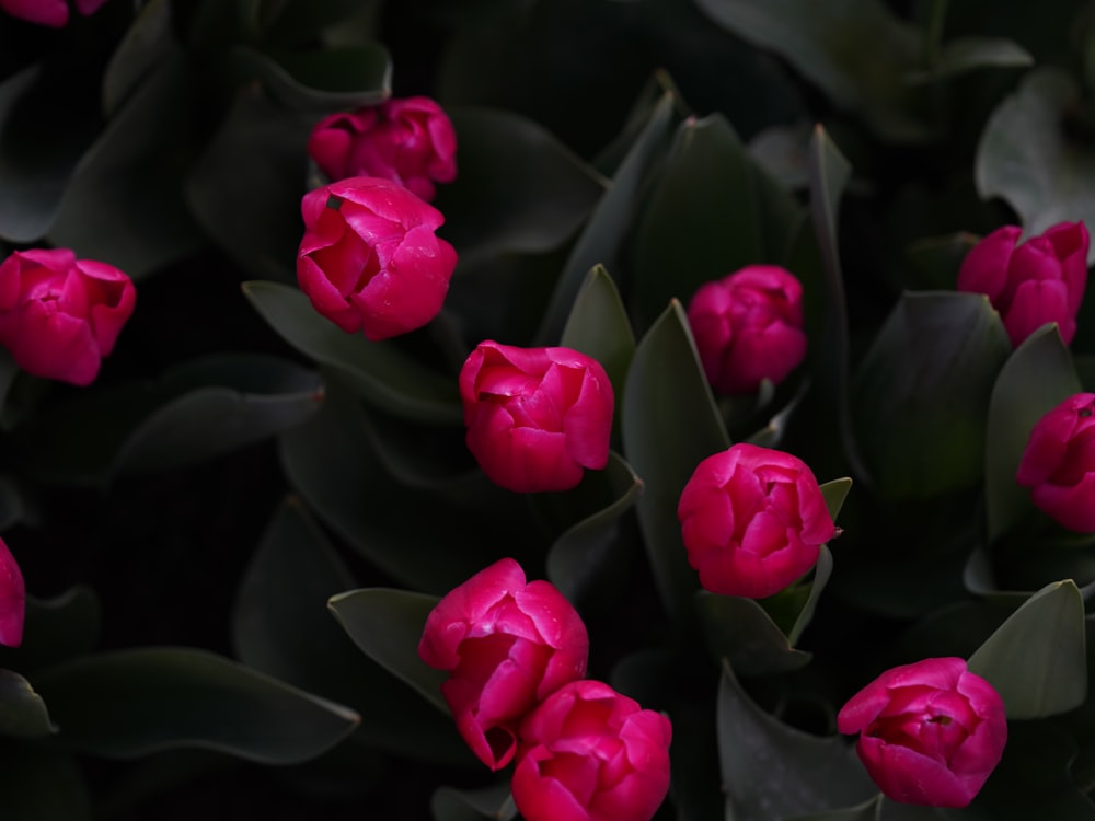 a group of pink flowers with green leaves