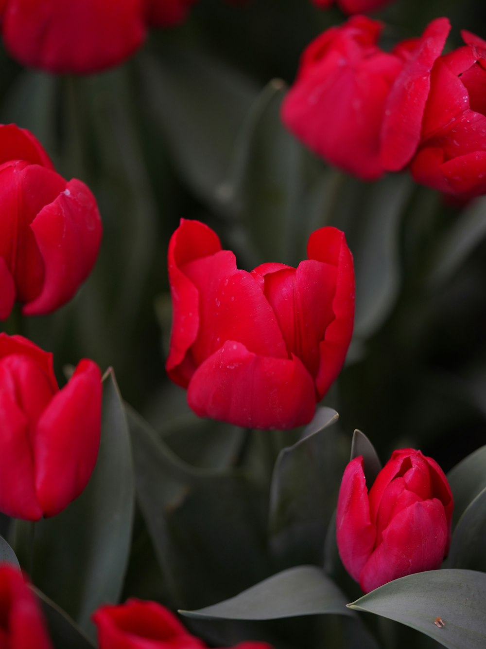 a group of red flowers with green leaves