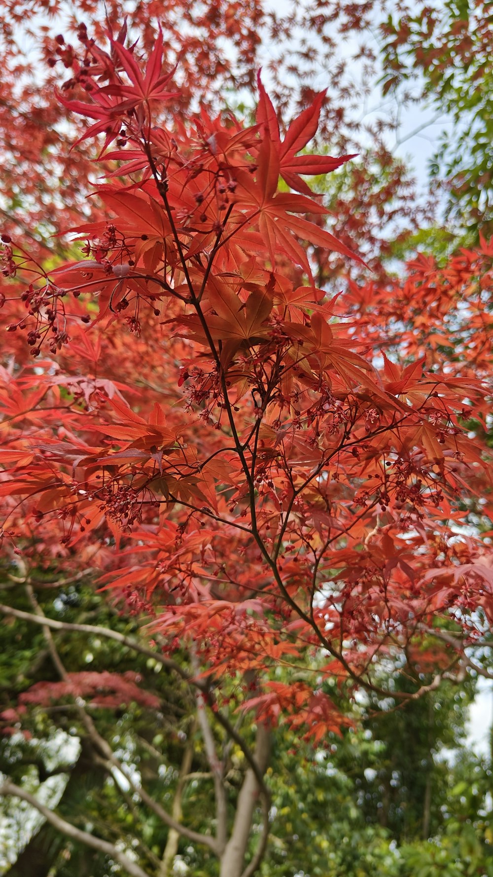 a red tree with lots of leaves on it