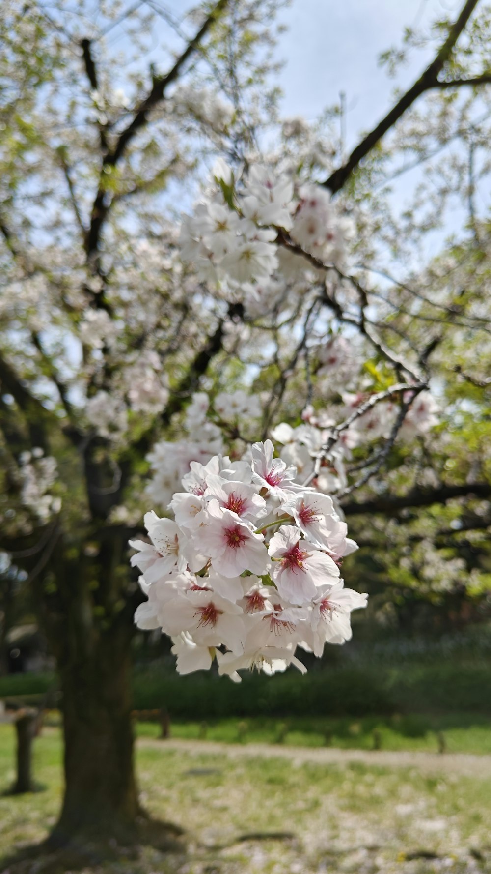 a tree filled with lots of white flowers