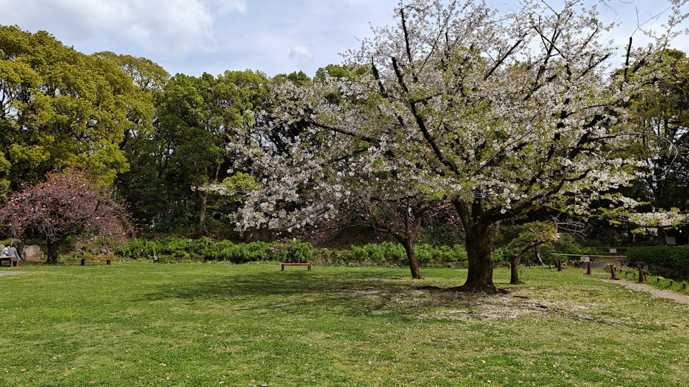 a tree with white flowers in a park