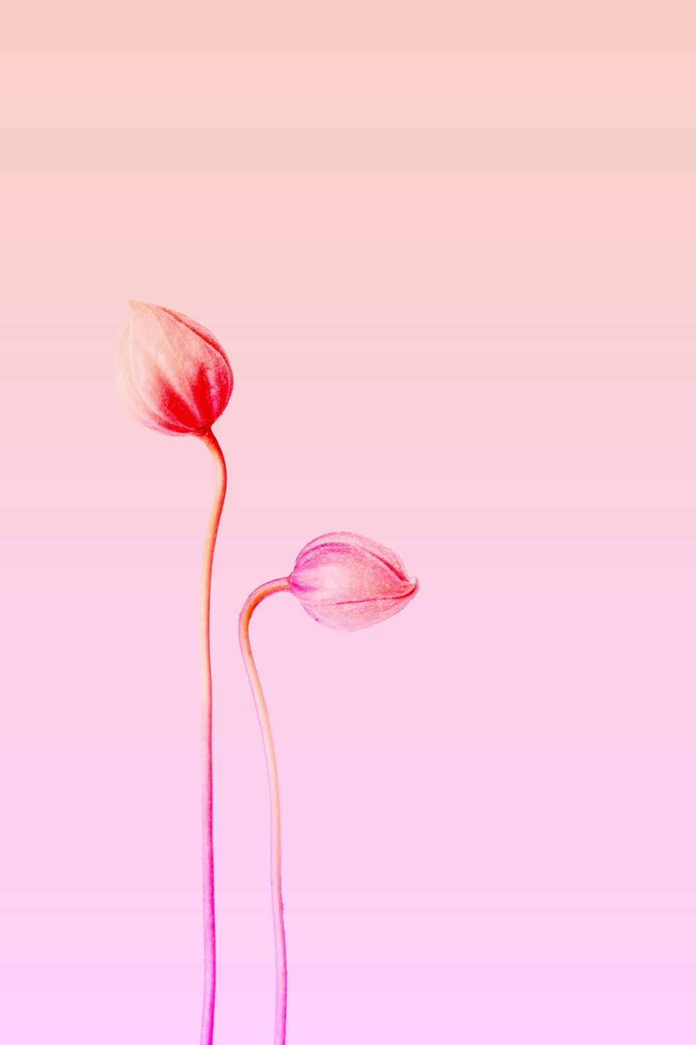 two pink flowers on a pink background