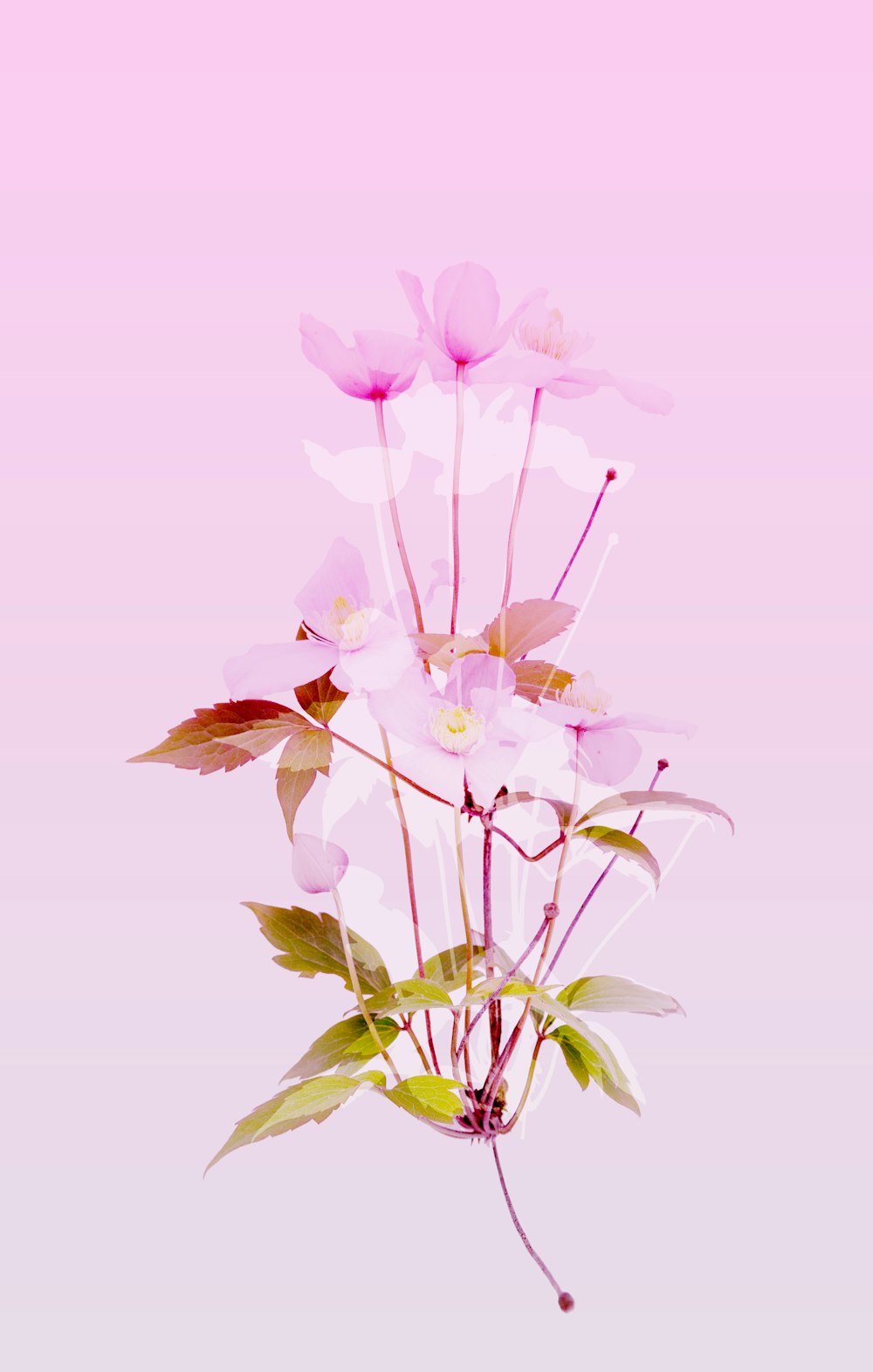 a bunch of pink flowers on a pink background