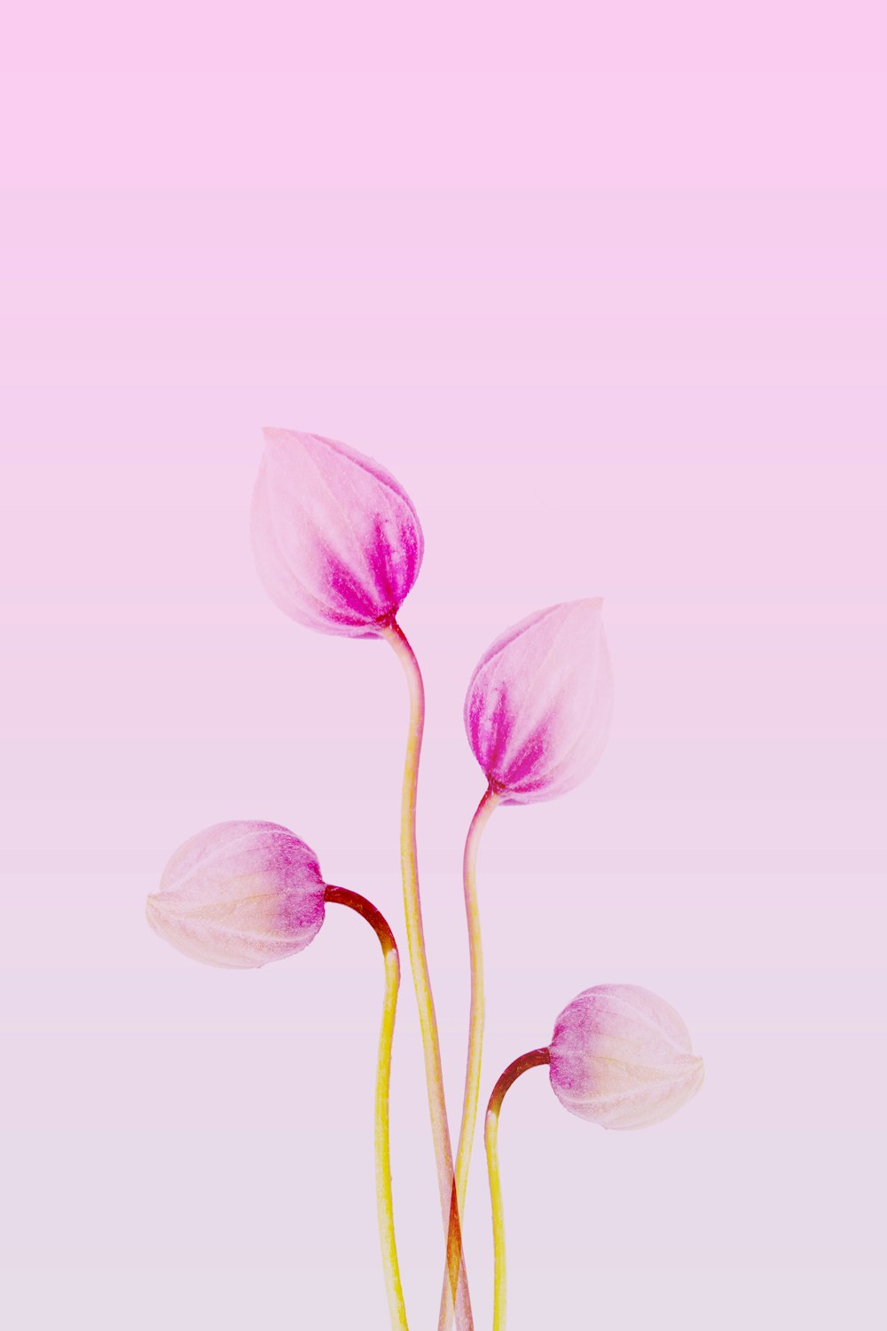 분홍색 배경에 두 개의 분홍색 꽃