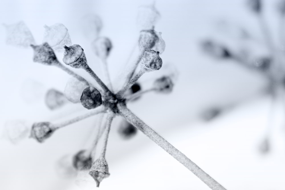 a black and white photo of a flower stem