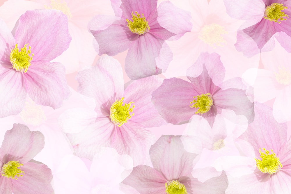 um grupo de flores cor-de-rosa e brancas em um fundo rosa