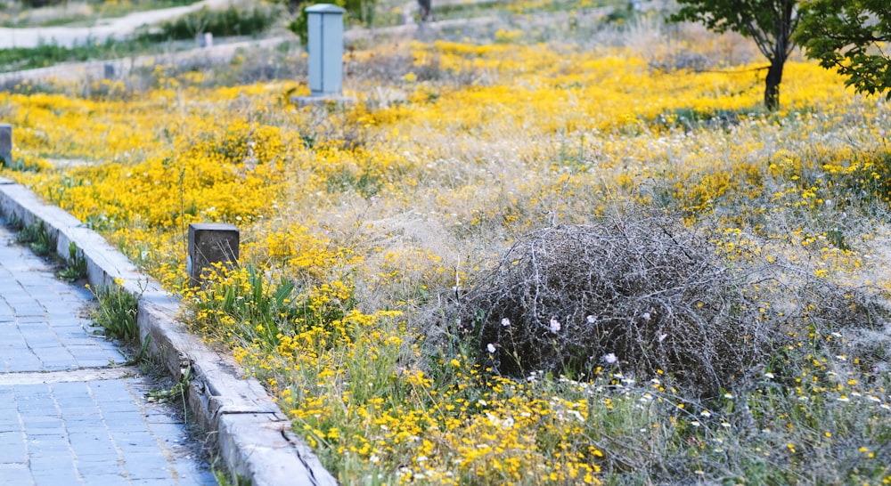 a field of yellow wildflowers next to a sidewalk