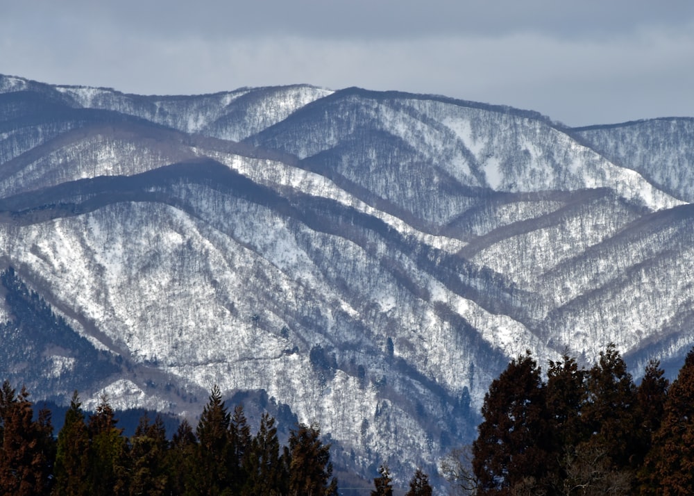 a snowy mountain range with pine trees in the foreground