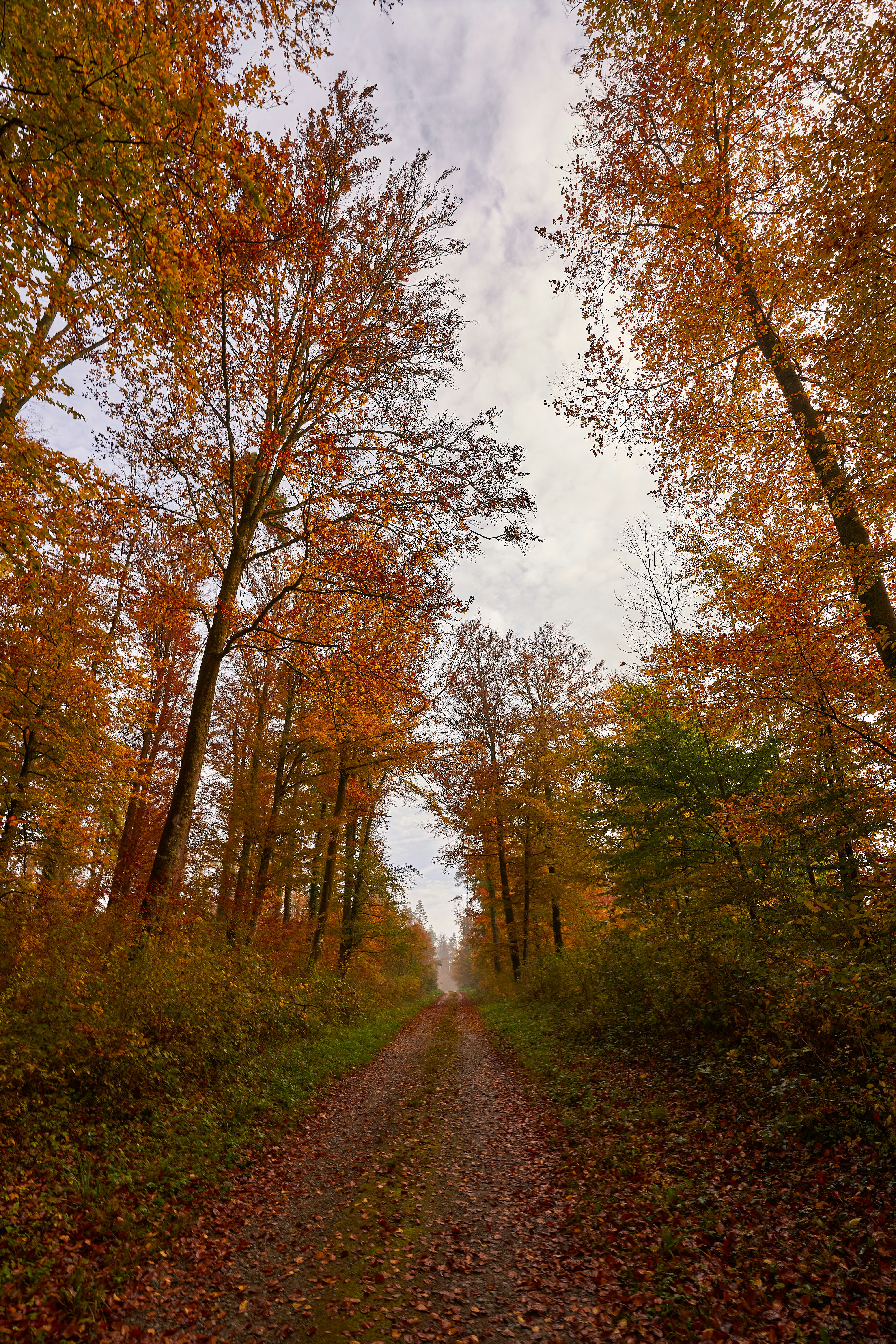 Photo by wolfgang_hasselmann