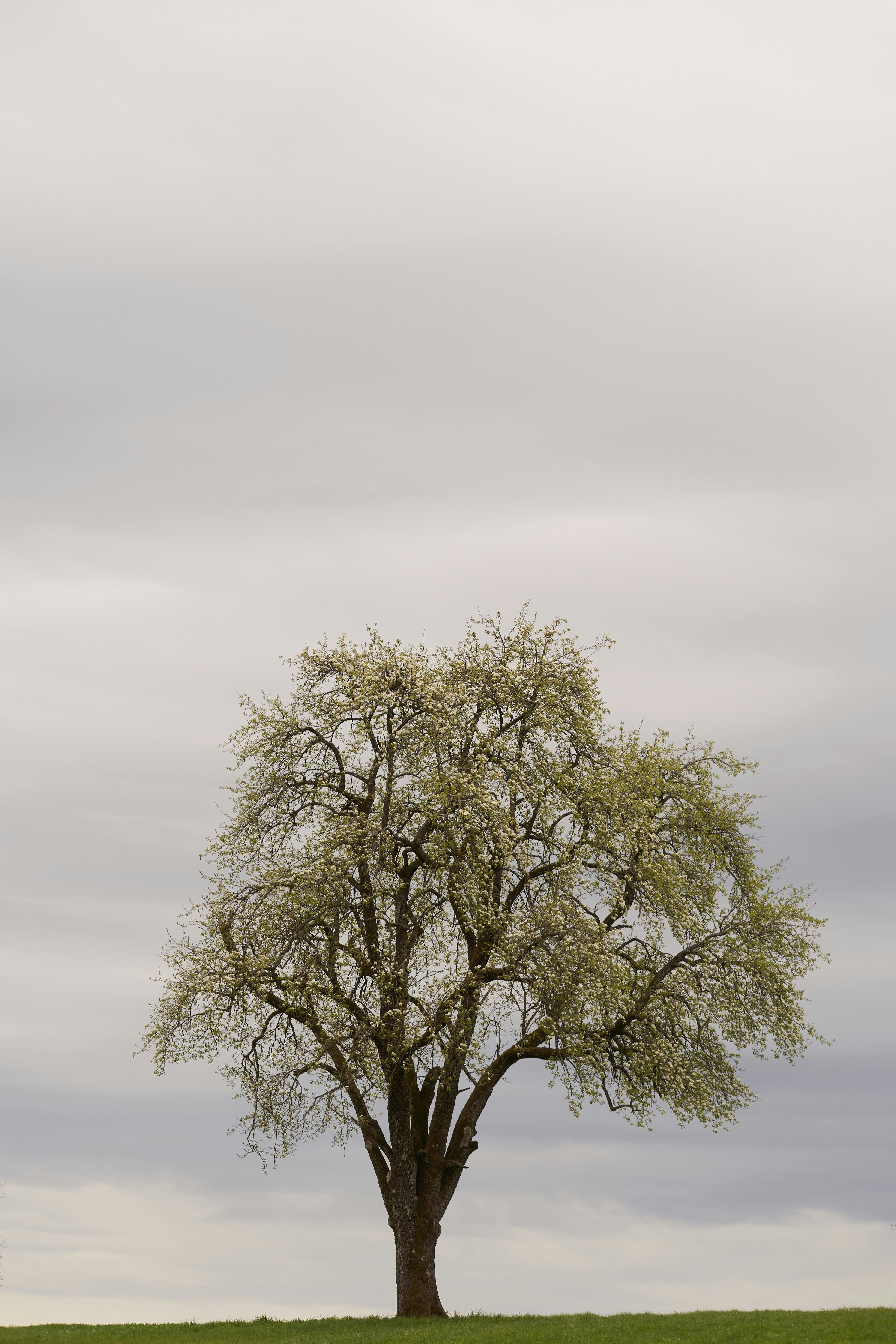 Photo by wolfgang_hasselmann