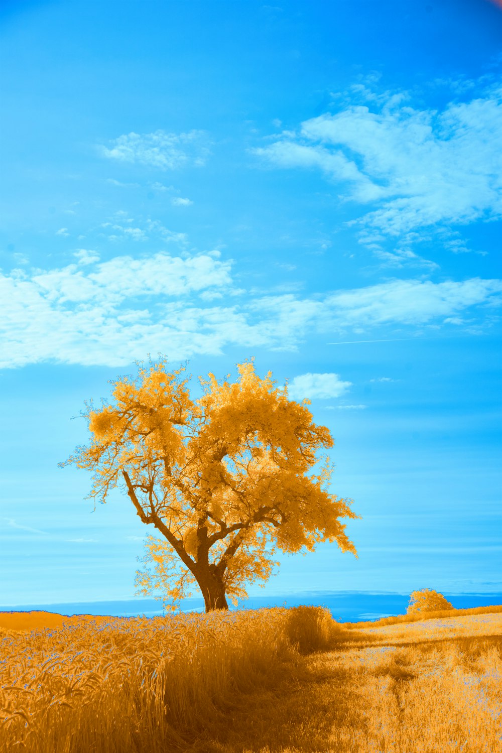 a lone tree stands in the middle of a wheat field