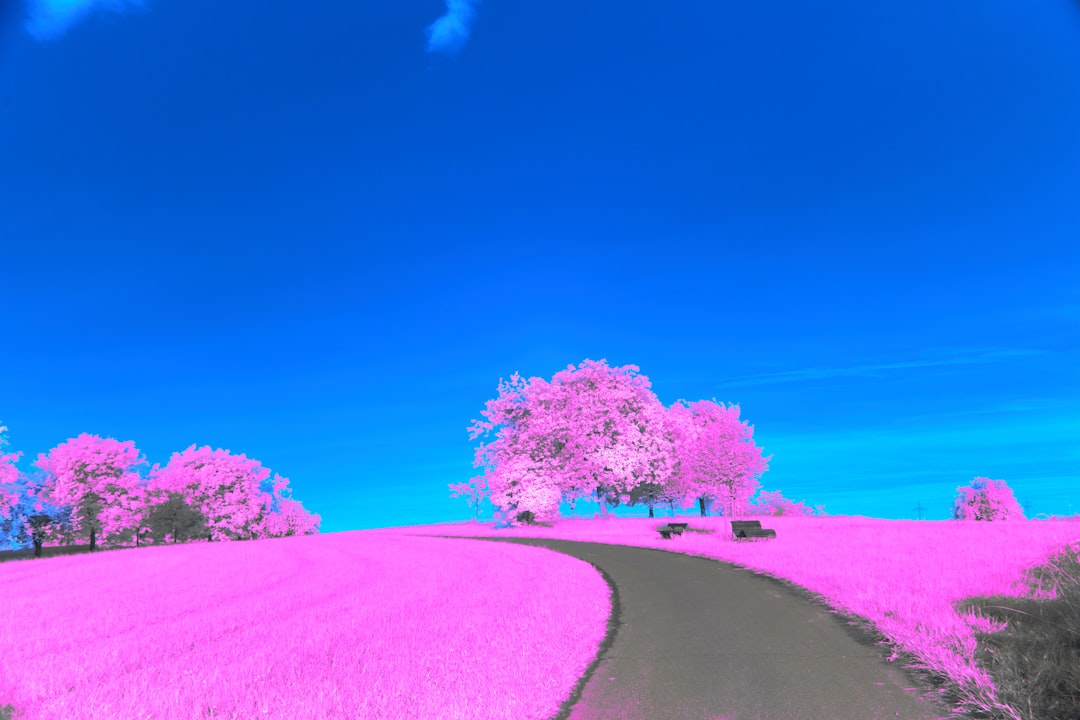 a picture of a road in the middle of a field,
