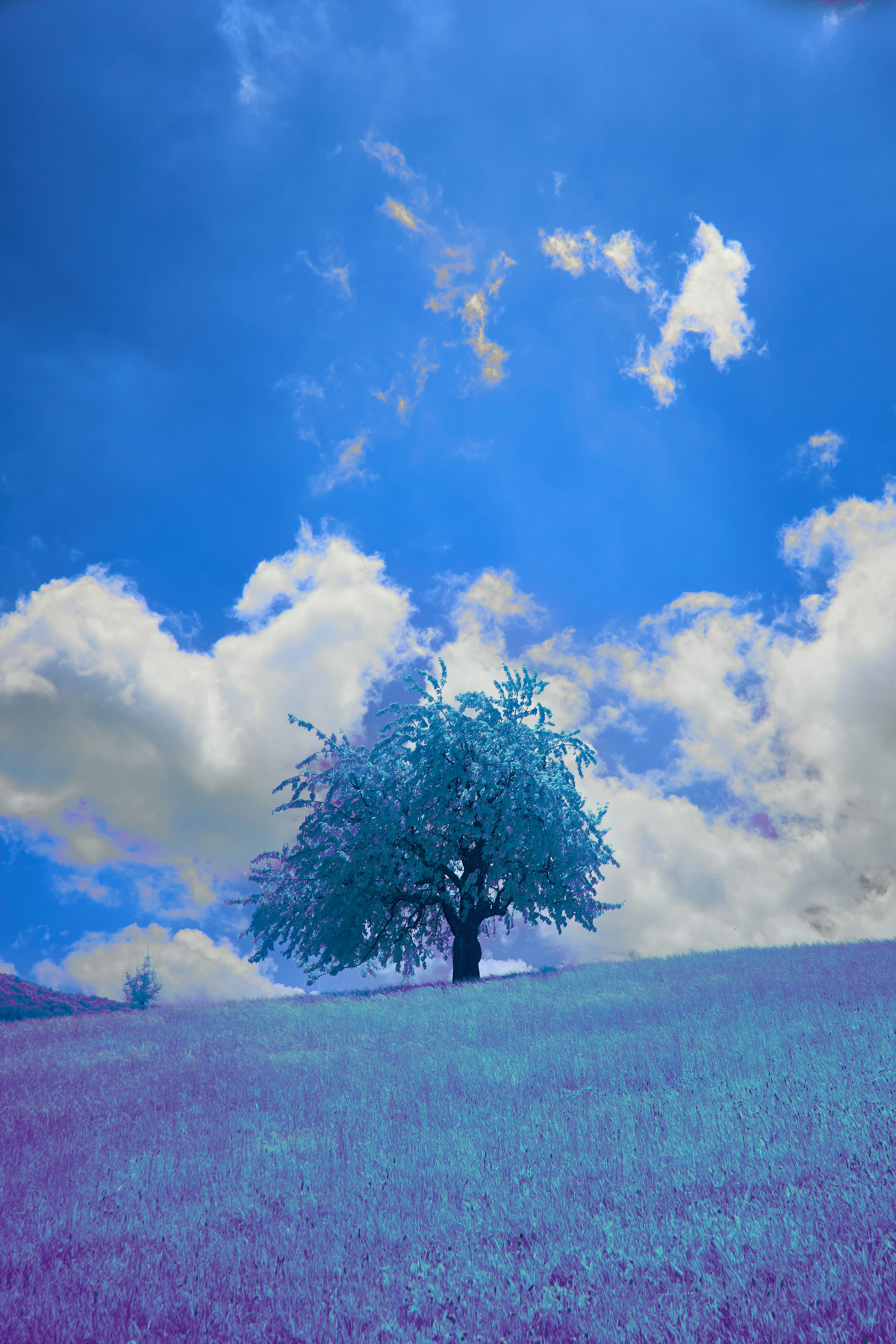 Photo by wolfgang_hasselmann