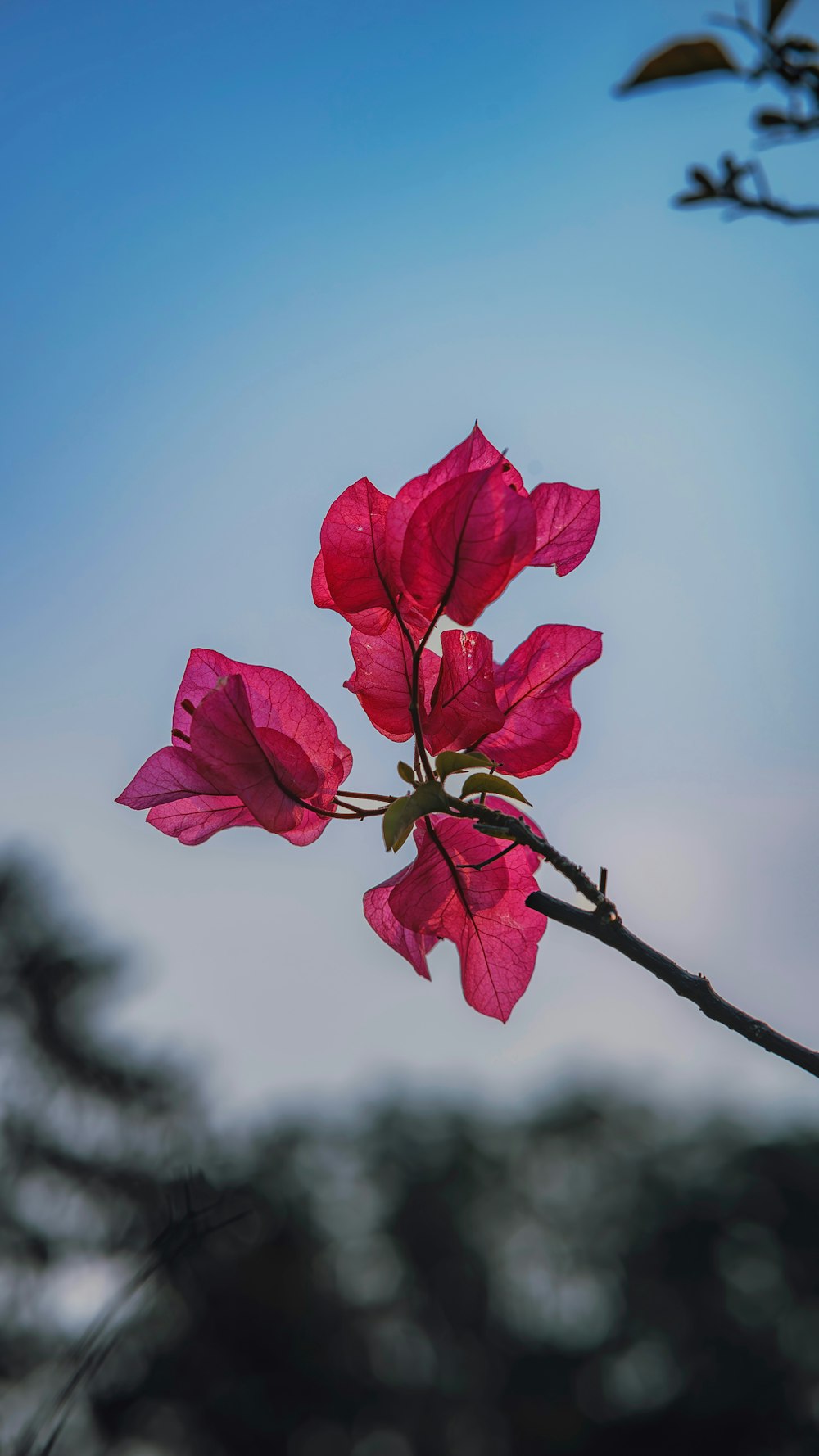 a branch with pink flowers against a blue sky