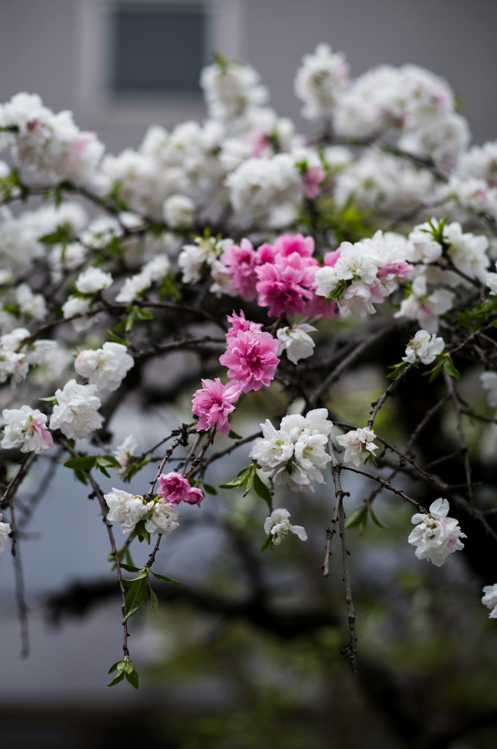 Rosa und weiße Blumen blühen an einem Baum