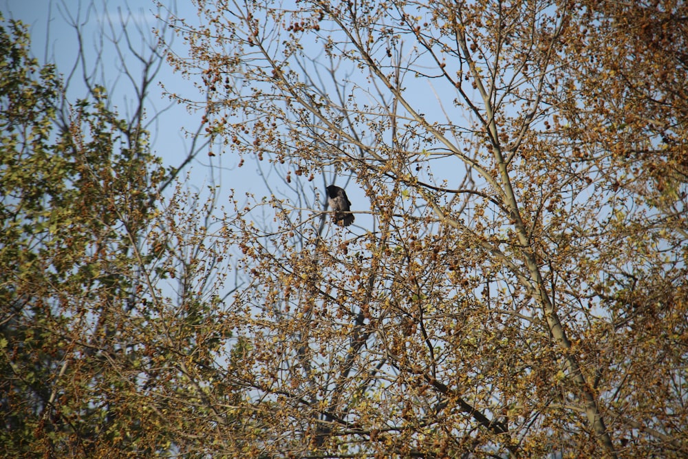 un uccello seduto su un albero senza foglie