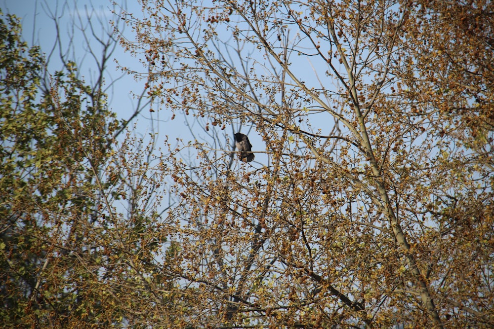 a bird sitting in a tree with no leaves