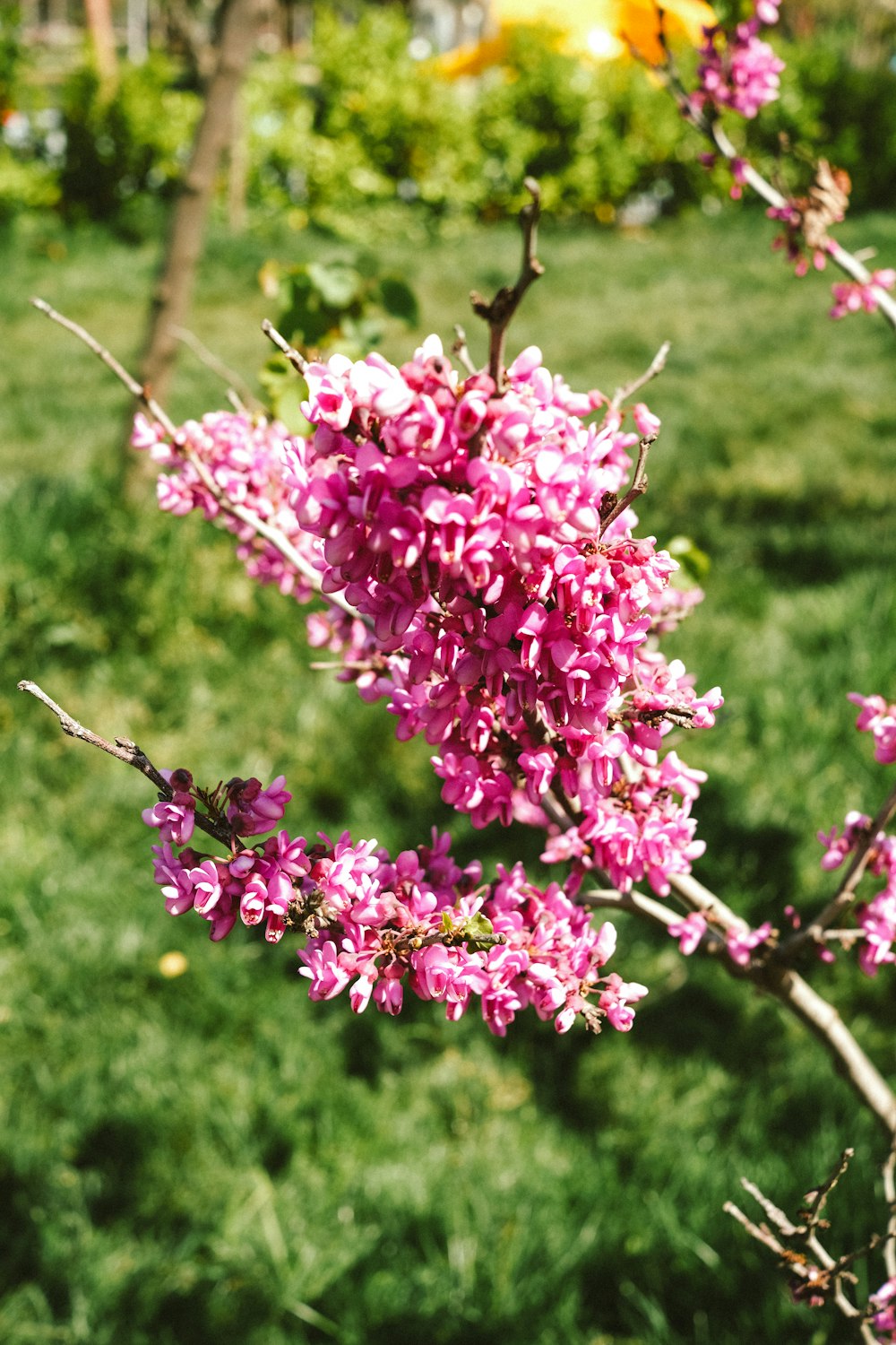 a bush with pink flowers in a grassy area