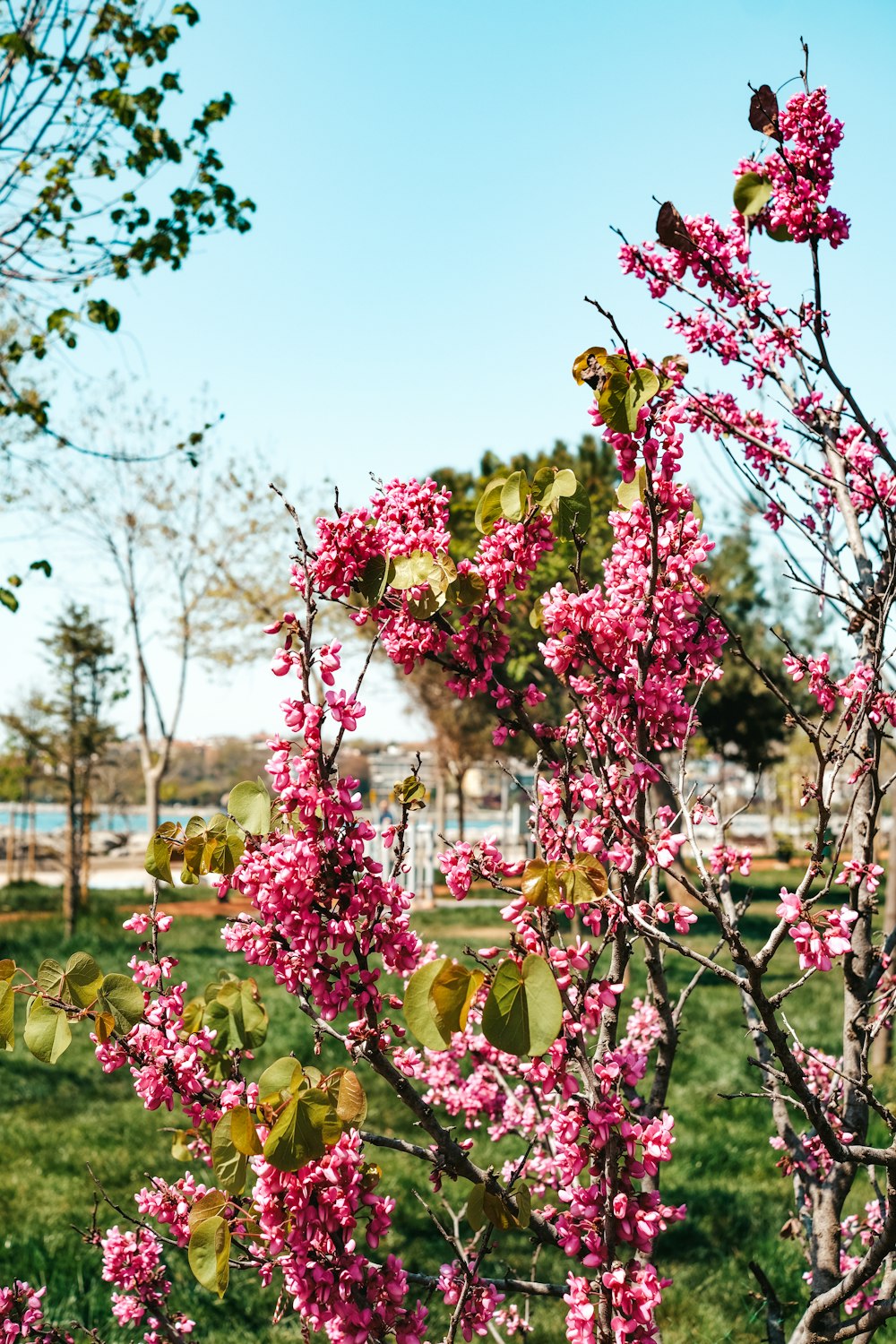a tree with pink flowers in a park