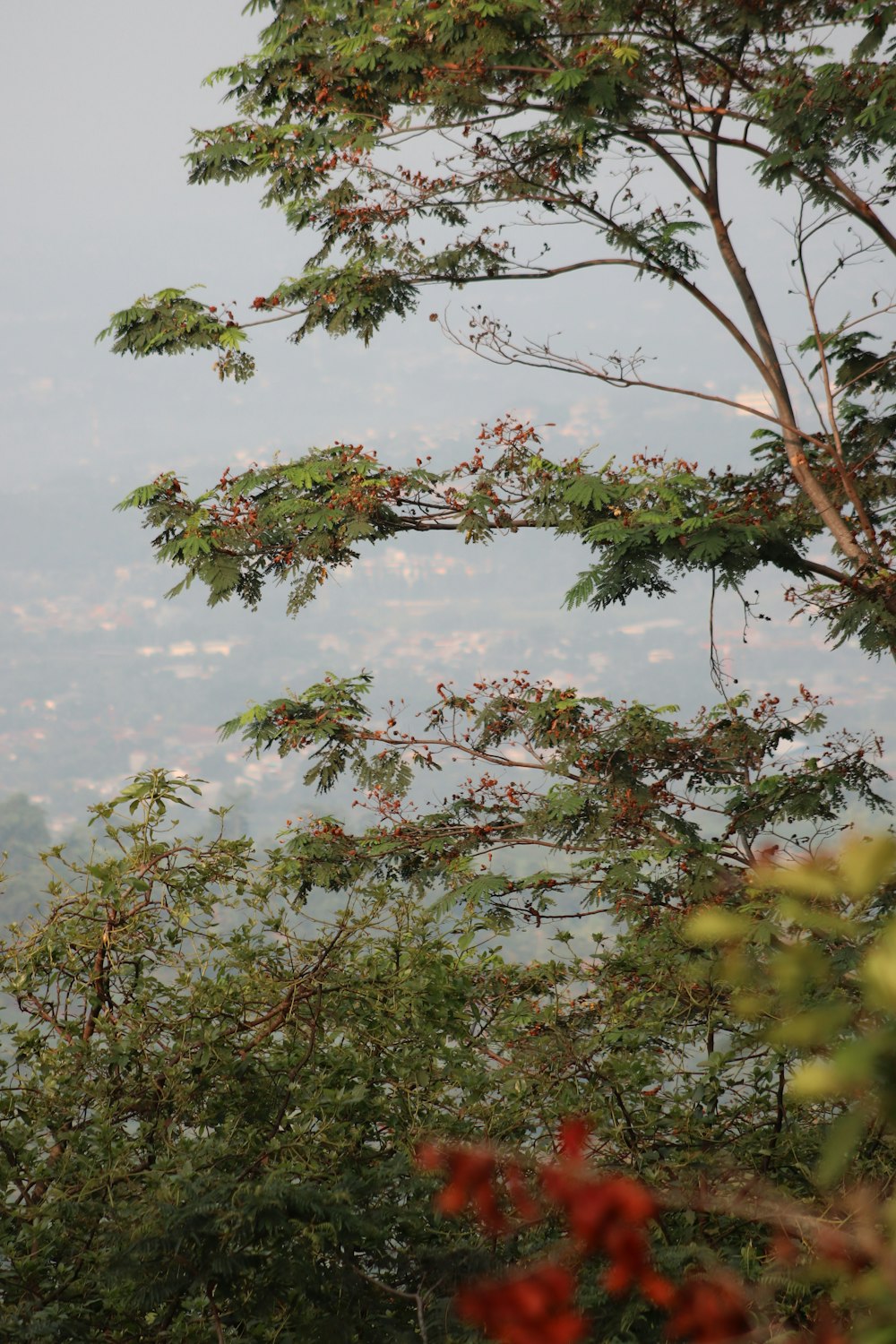 a bird perched on top of a tree next to a forest