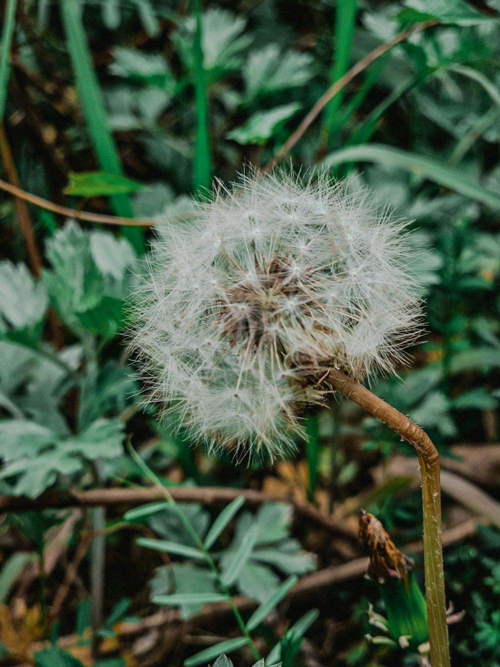 a dandelion in the middle of a field