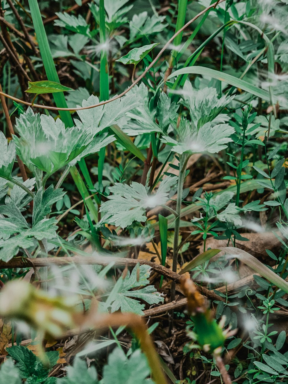 a close up of a plant in the grass