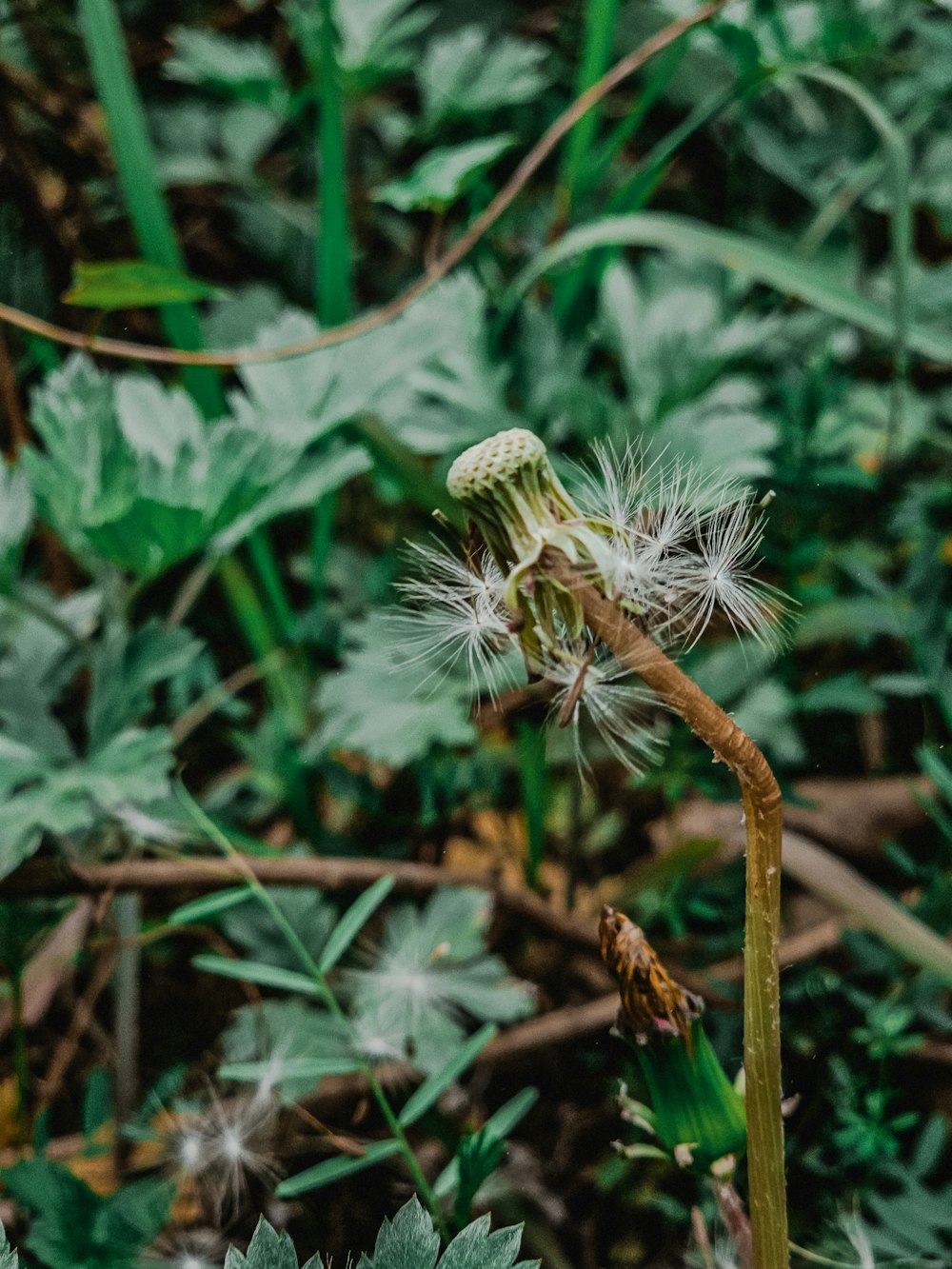 Un primer plano de un diente de león en un campo