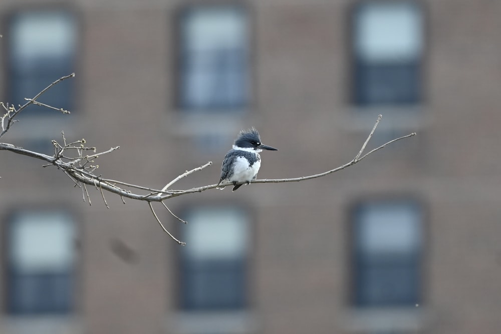 a small bird sitting on a branch in front of a building