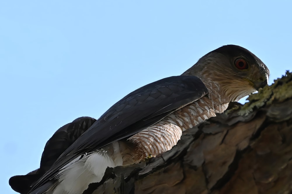 a bird sitting on top of a tree branch