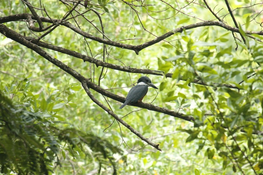 a bird perched on a tree branch in a forest