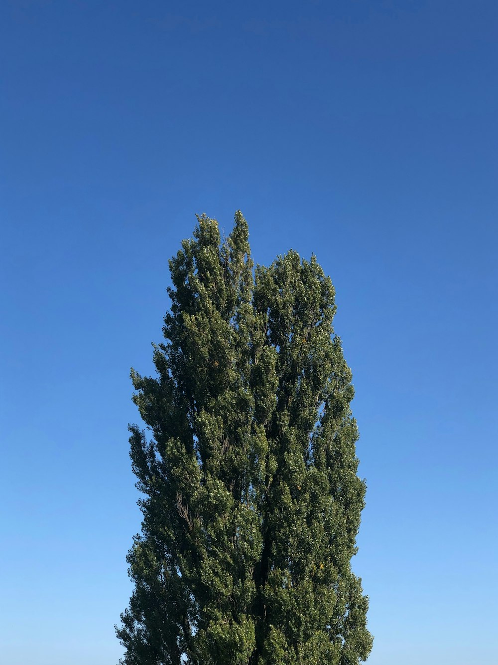 un gran árbol en un campo cubierto de hierba con un cielo azul en el fondo