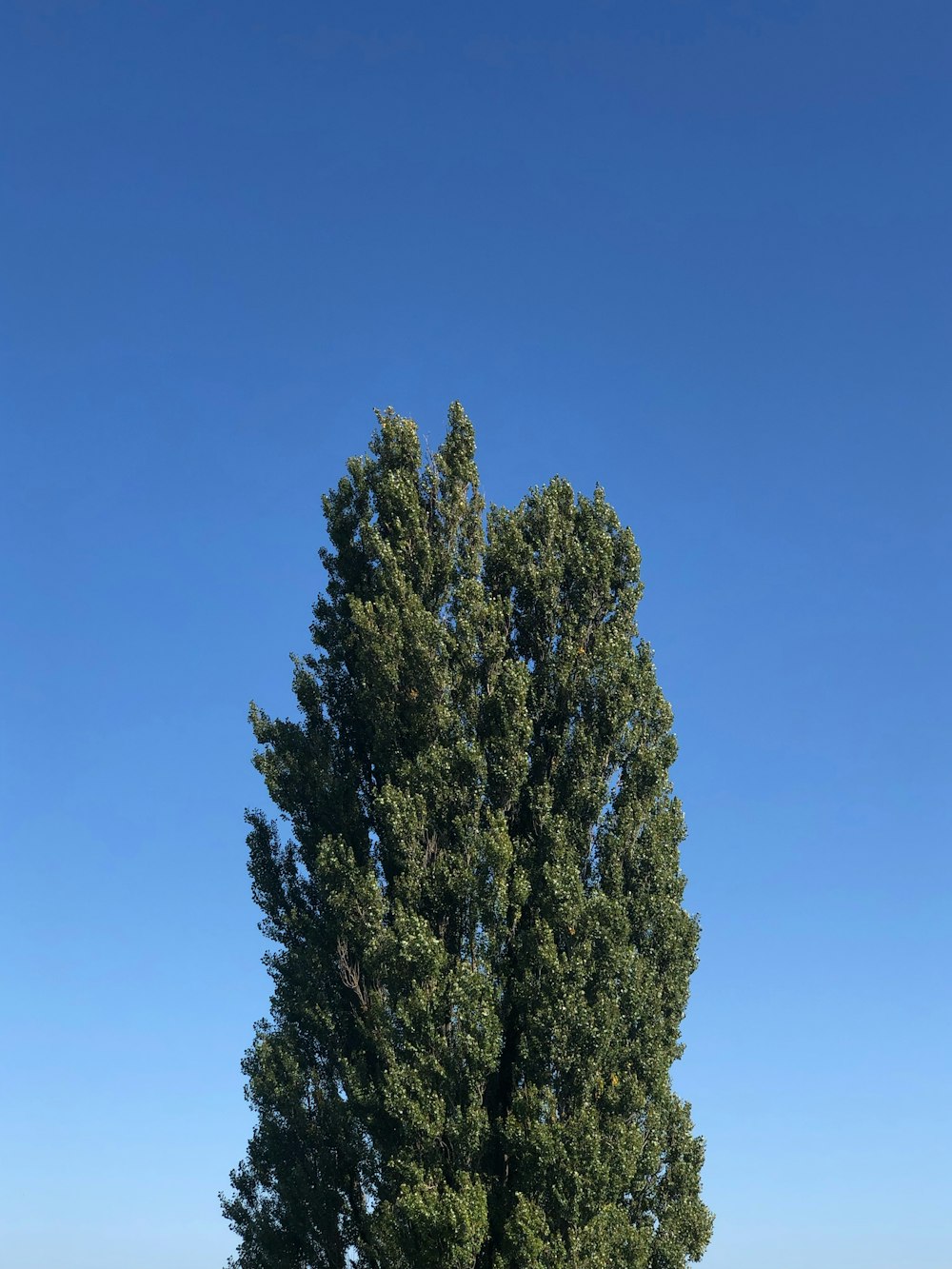 a large tree in a grassy field with a blue sky in the background