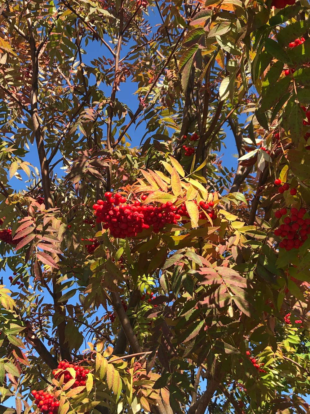 a tree filled with lots of red berries under a blue sky
