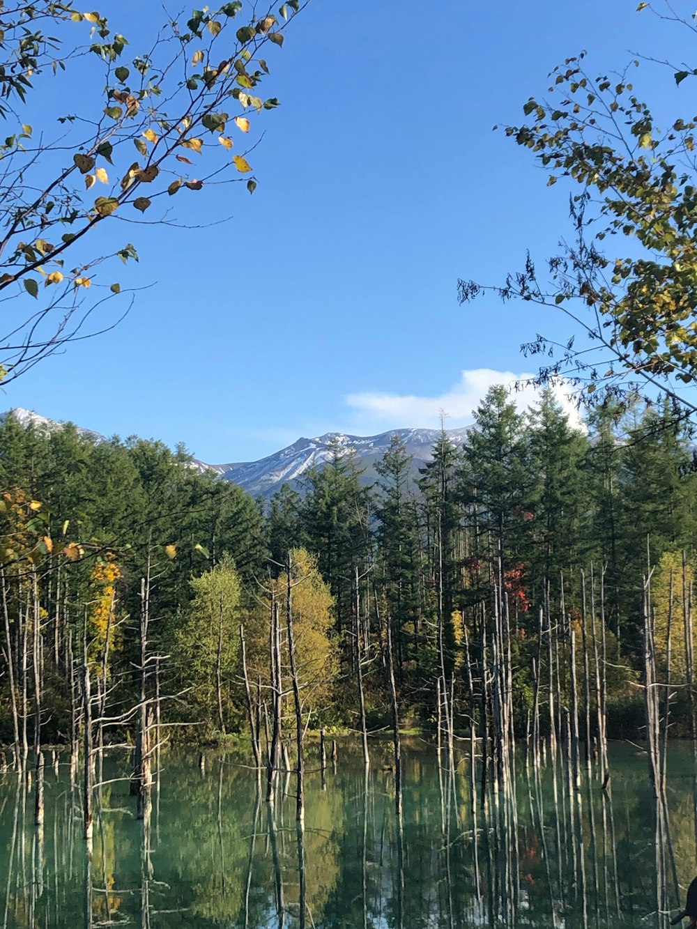 a body of water surrounded by trees and mountains