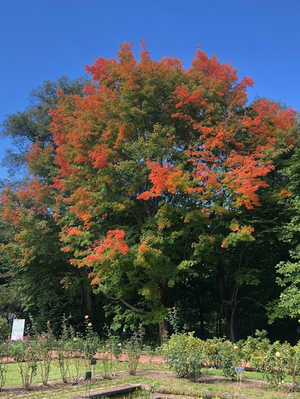 un gran árbol con hojas rojas en un jardín