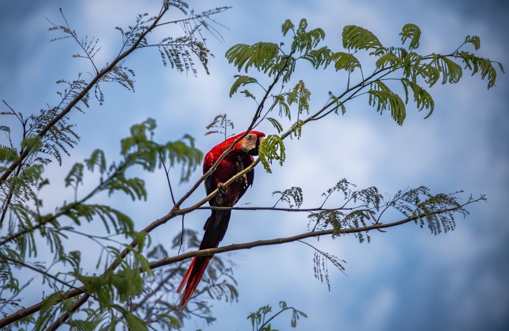 un pappagallo rosso appollaiato in cima al ramo di un albero