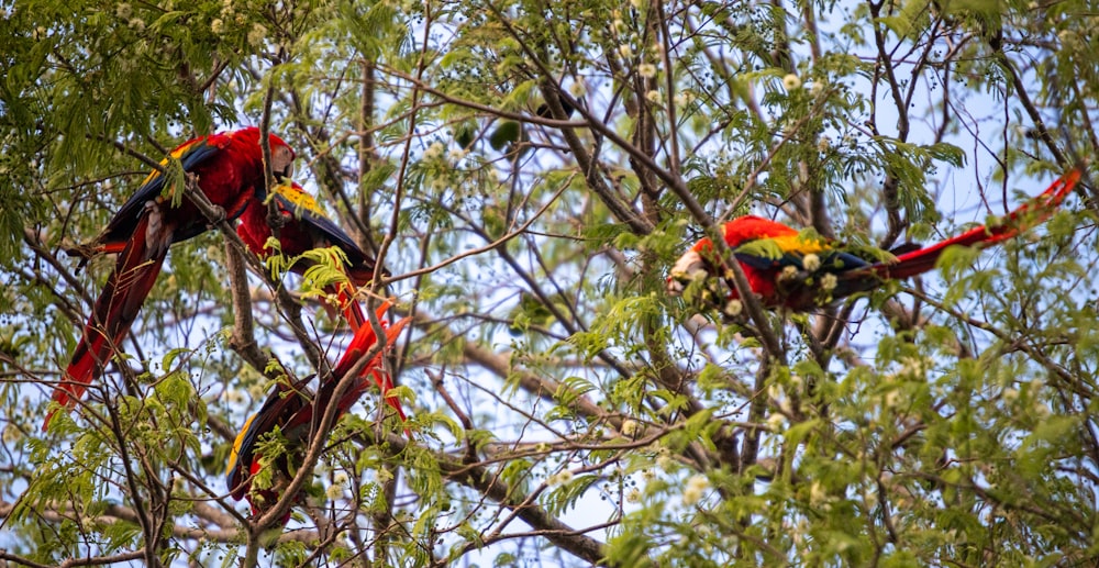a group of colorful birds sitting in a tree