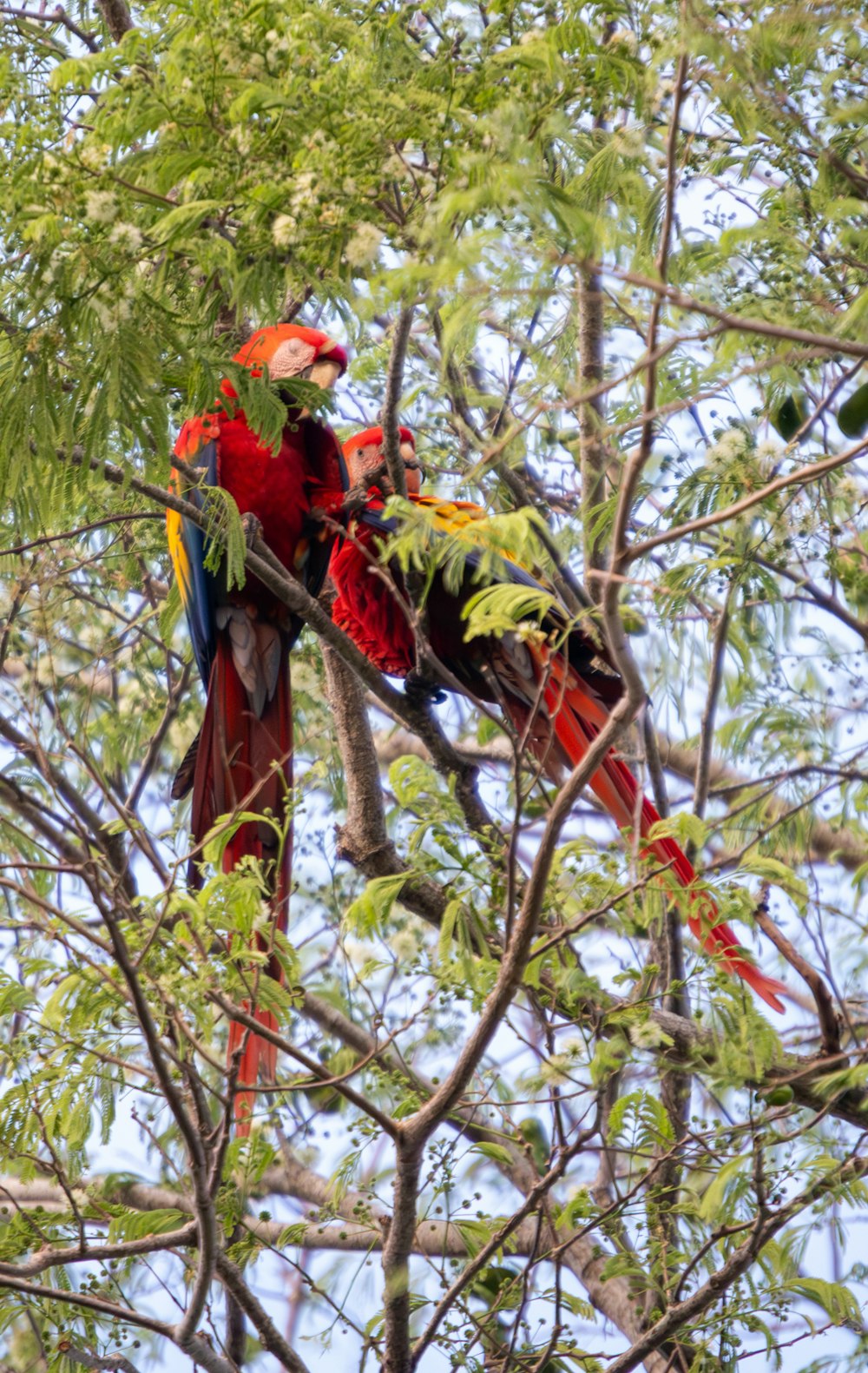 a couple of parrots sitting on top of a tree