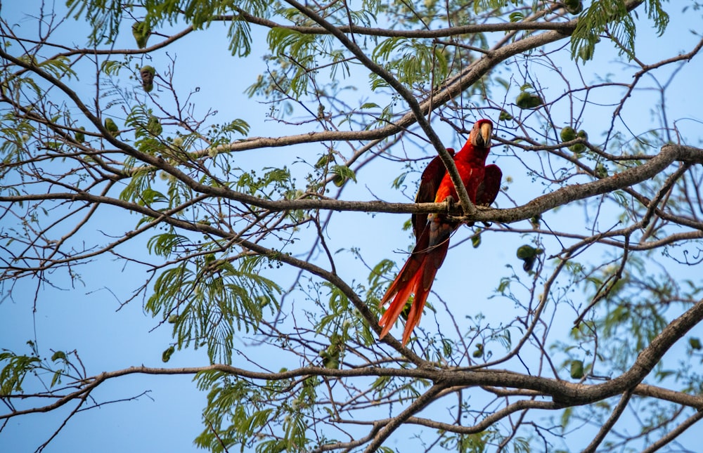 un pájaro rojo sentado en lo alto de la rama de un árbol