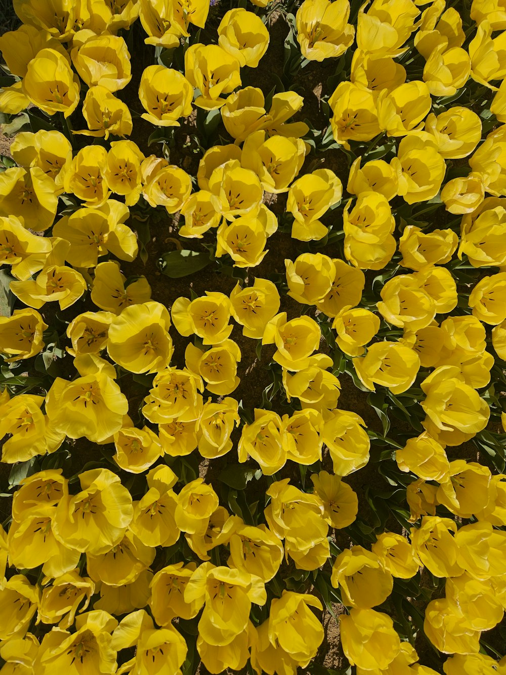 a bunch of yellow flowers that are blooming