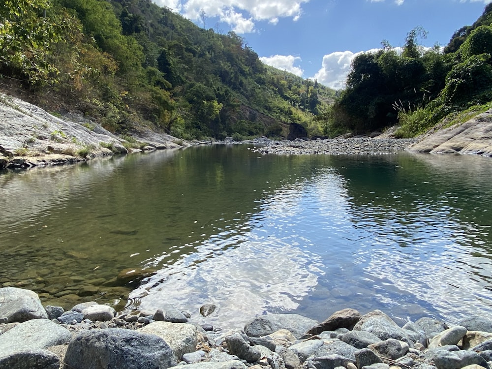 a river running through a lush green forest