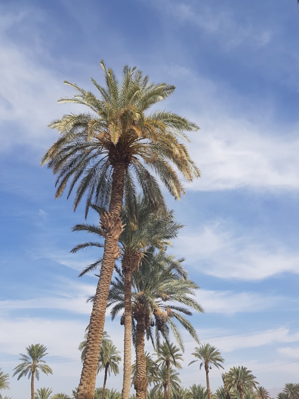 Palm Tree Trimming
