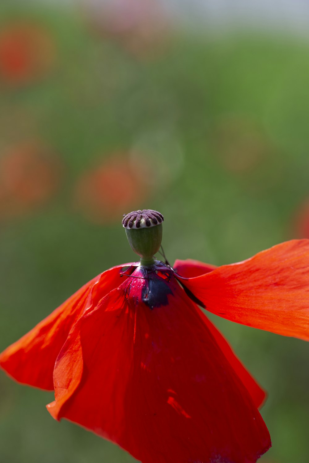 a close up of a red flower with a blurry background