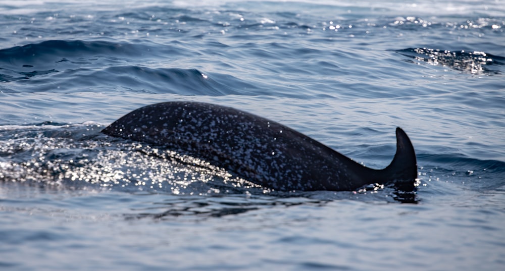 uma baleia está nadando na água do oceano