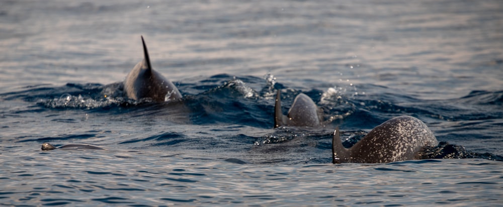 a couple of dolphins swimming in the ocean