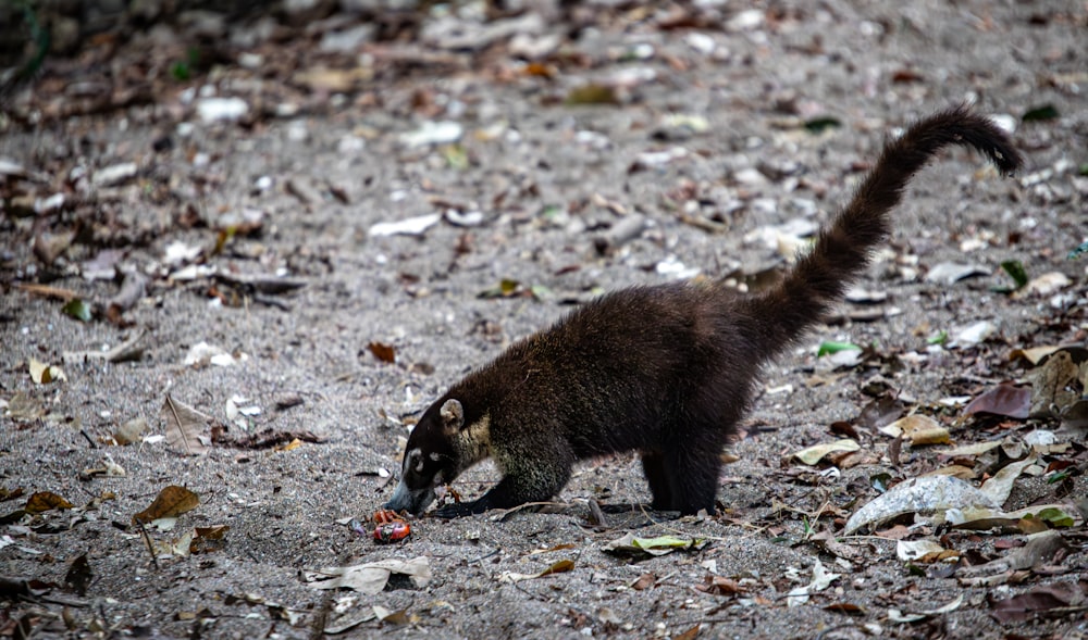 a small animal walking across a dirt field