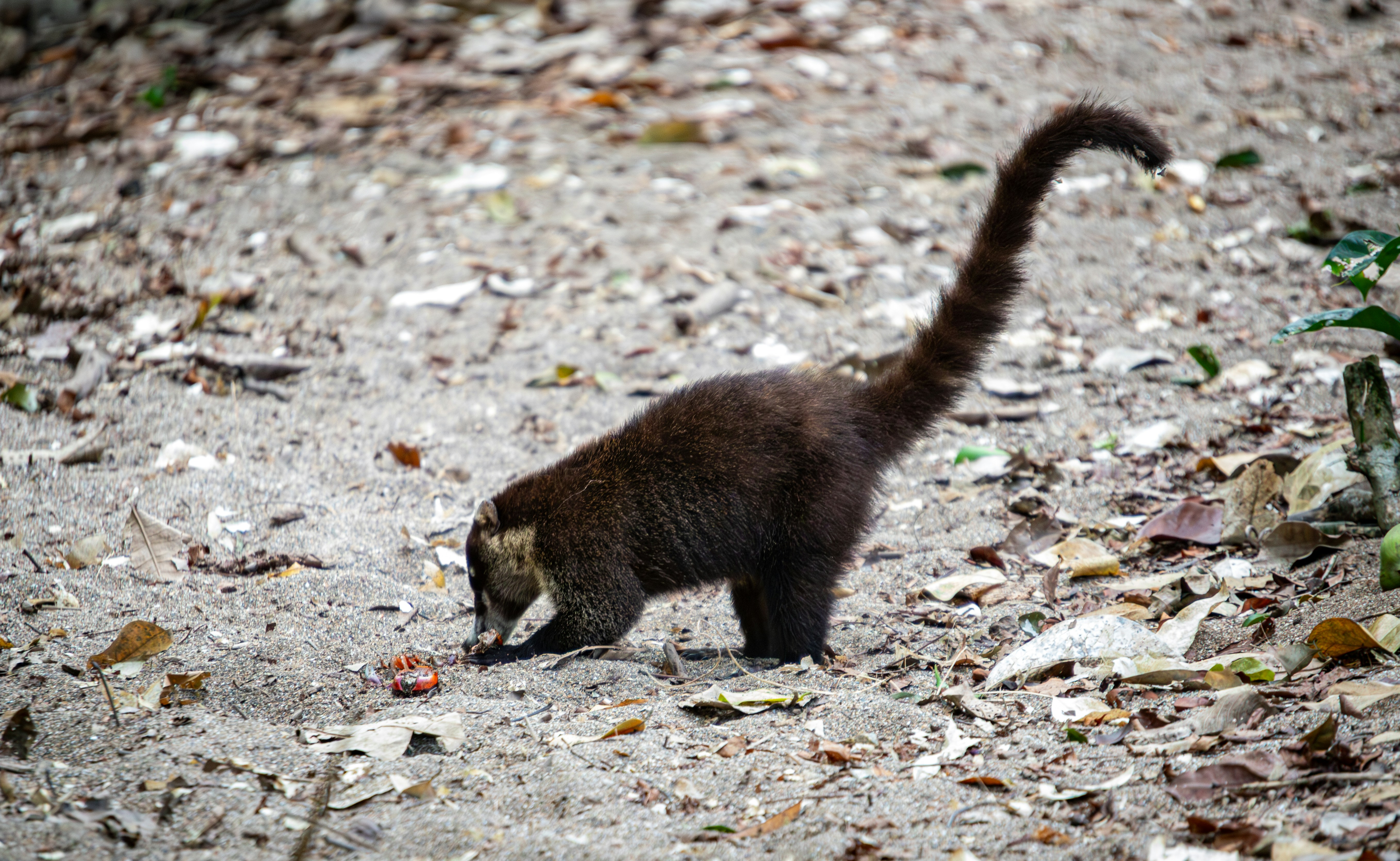 a black cat walking across a dirt field, A coati is depicted foraging on the forest floor, its snout close to the ground as it investigates something of interest. Its distinctive ringed tail is held high, adding a dynamic aspect to this candid wildlife moment.