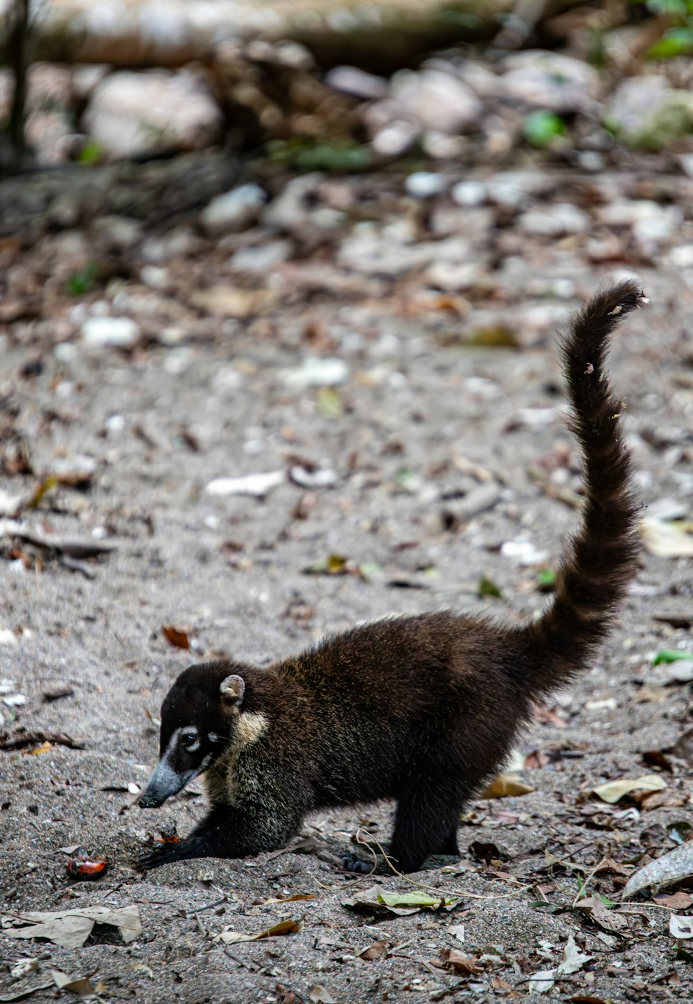 a small animal standing on top of a dirt field