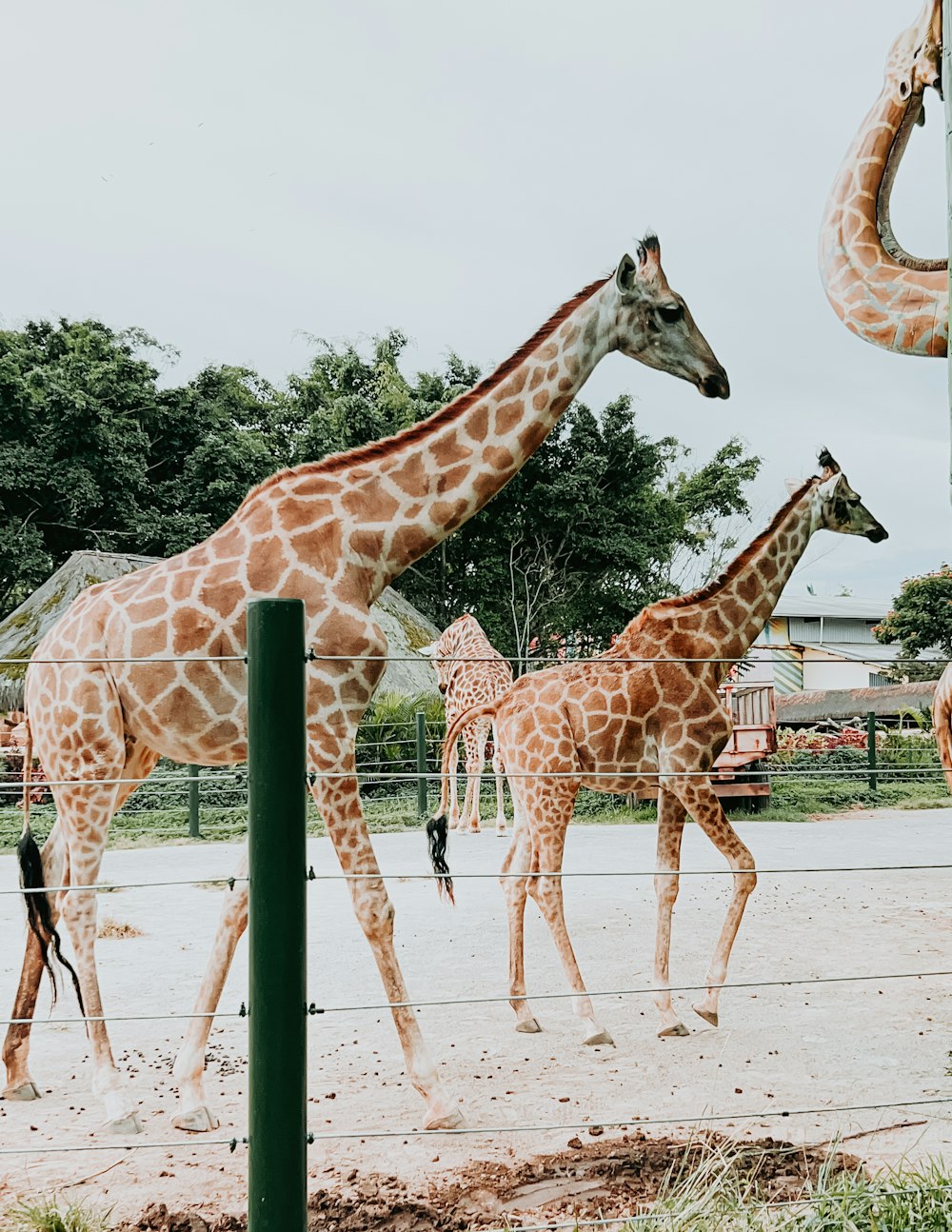 a group of giraffes walking around in an enclosure