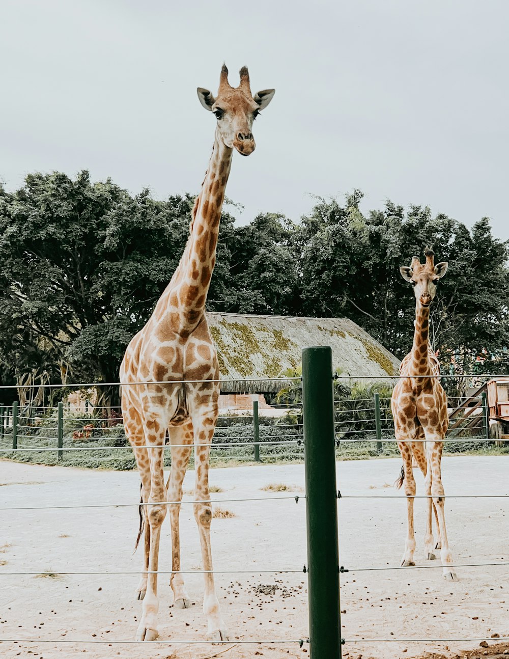 a couple of giraffe standing next to each other